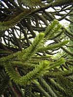 Araucaria Araucana (fam Coniferes) (Amerique du sud) (Photo F. Mrugala) (3)